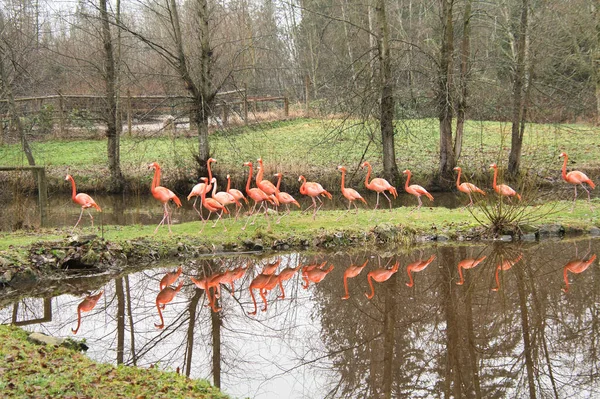Birkaç Flamingo Yürüyüşü Vancouver Hayvanat Bahçesi Kanada — Stok fotoğraf