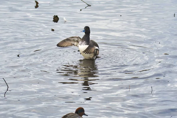 Grand Fuligule Mâle Ouvrant Ses Ailes Burnaby Canada — Photo