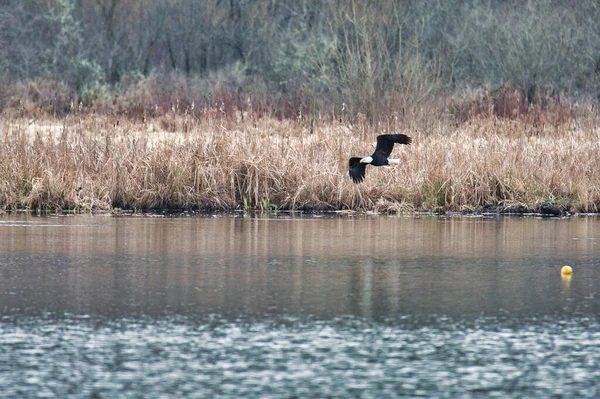 Skallig Örn Som Flyger Luften Burnaby Kanada — Stockfoto