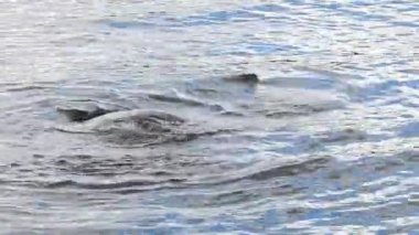 Sığ sularda sörf yapmak için deniz dalgaları. Vancouver BC Kanada