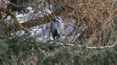 Dalda dinlenen büyük mavi balıkçıl filmi. Batı Vancouver BC Kanada