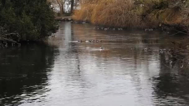 Ducks Swimming Cold Pond West Vancouver Canada — Stock Video