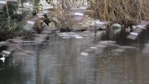 アヒルは冷たい池で泳いでいます 西バンクーバーBcカナダ — ストック動画