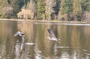 Büyük mavi bir kahraman başka bir balıkçıl kovalıyor. Vancouver BC Kanada  