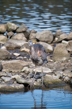 Gölün kenarında dinlenen büyük mavi balıkçıl. Vancouver BC Kanada