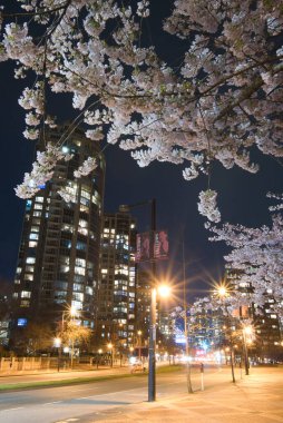 Kiraz çiçekleri parkı ve binaları olan gece manzarası. Vancouver BC Kanada  