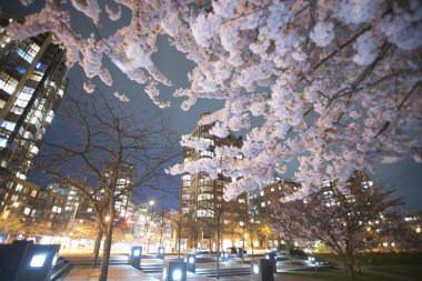 Gece şehir manzarası, kiraz çiçekleri, park ve binalar. Vancouver BC Kanada  