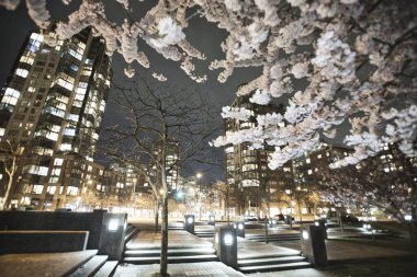 Gece şehir manzarası, kiraz çiçekleri, park ve binalar. Vancouver BC Kanada  
