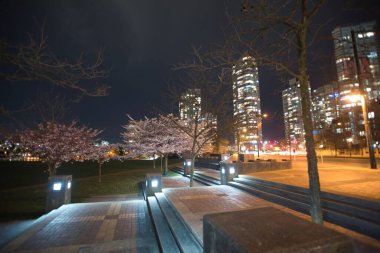 Gece şehir manzarası, kiraz çiçekleri, park, arka farlar ve binalar. Vancouver BC Kanada  