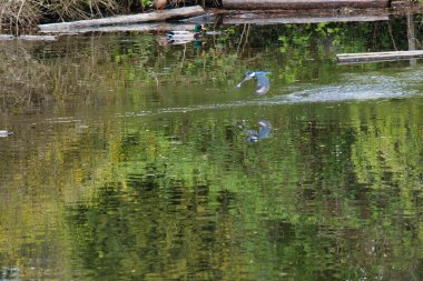 Havuzun üzerinde uçan kemerli bir balıkçı. Batı Vancouver BC Kanada