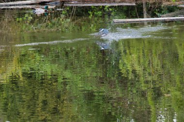 Havuzun üzerinde uçan kemerli bir balıkçı. Batı Vancouver BC Kanada