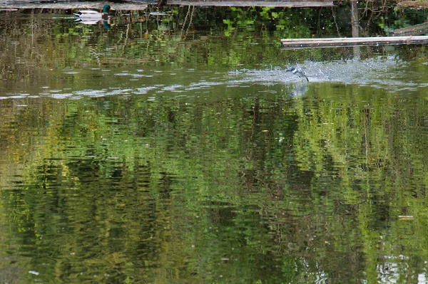 A belted kingfisher shooting out of the water.   West Vancouver BC Canada