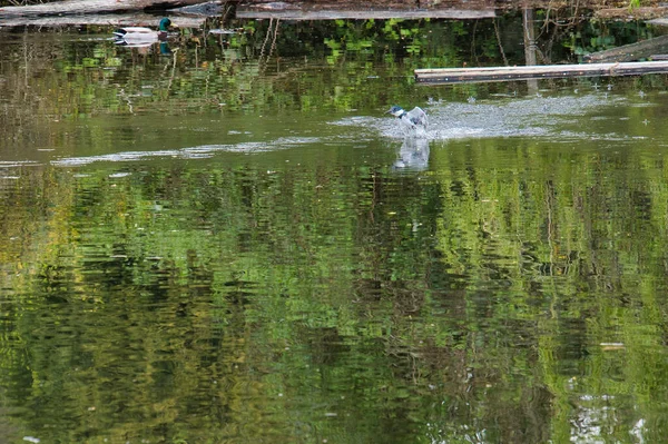 A belted kingfisher shooting out of the water.   West Vancouver BC Canada