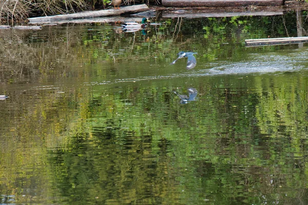 Havuzun üzerinde uçan kemerli bir balıkçı. Batı Vancouver BC Kanada