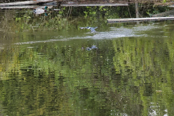 Havuzun üzerinde uçan kemerli bir balıkçı. Batı Vancouver BC Kanada