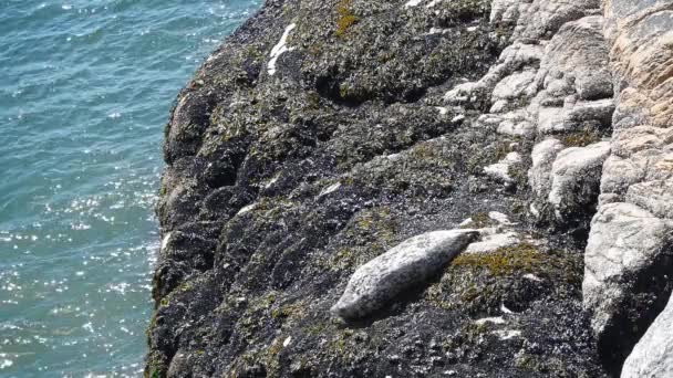 一只海豹停在岩石上 不列颠哥伦比亚省西部 — 图库视频影像