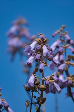 Paulownia çiçeklerinin bir resmi. Vancouver BC Kanada