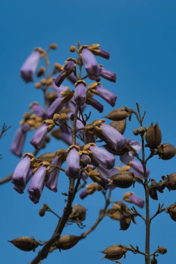 Paulownia çiçeklerinin bir resmi. Vancouver BC Kanada