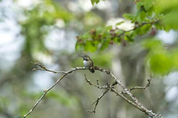 Colibri Calliope Mâle Perché Sur Branche Vancouver Canada — Photo