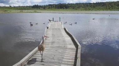 Kum tepesi vinci bizden uzaklaşıyor. Burnaby BC Kanada. 6