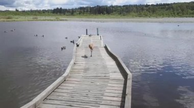 Bir kum tepesi vinci bize daha yakın duruyor. Burnaby BC Kanada. 5