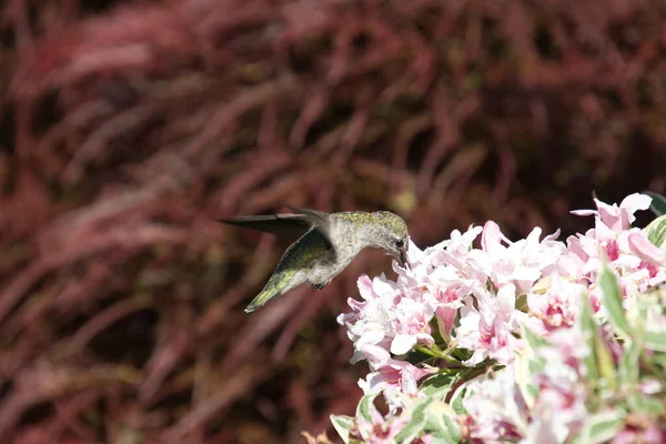 Colibrí Femenino Anna Bebiendo Néctar Vancouver Canadá —  Fotos de Stock