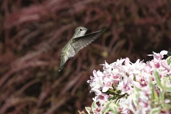 Colibri Anna Femelle Planant Dans Les Airs Vancouver Canada — Photo