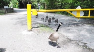 Kanada kazları yerde yürüyor. Burnaby BC Kanada 
