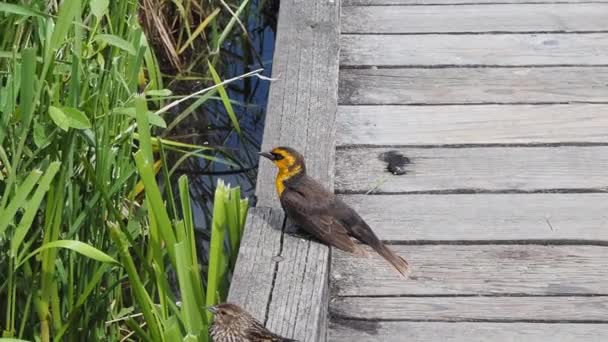 遊歩道には黄色い頭をした雌の黒い鳥が休んでいる バーナビーBcカナダ — ストック動画