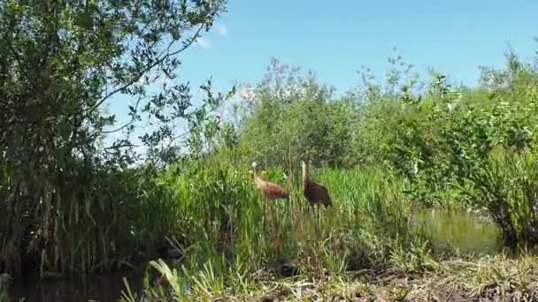 Pair Sandhill Cranes Staying Marsh Burnaby Canada — Stock Video