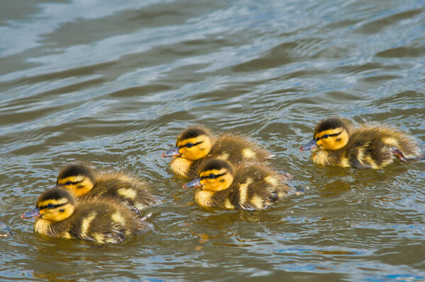 Ducklings swimming in the lake.   Burnaby BC Canada