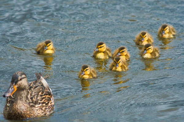 Mother Ducklings Swimming Lake Burnaby Canada — Stock Photo, Image