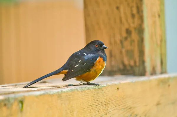 Eine Nahaufnahme Von Fleckvieh Das Auf Dem Zaun Sitzt Burnaby — Stockfoto