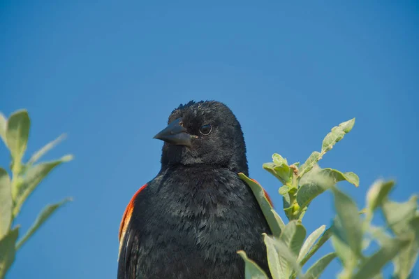 雄の赤翼の黒鳥の肖像画 バーナビーBcカナダ — ストック写真