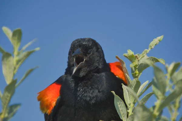 Das Porträt Einer Männlichen Amsel Mit Rotem Flügel Burnaby Kanada — Stockfoto