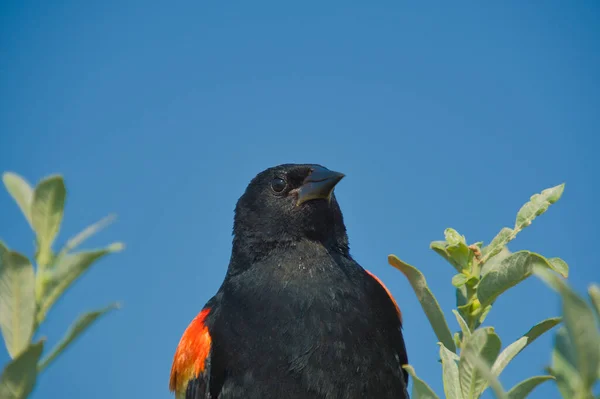 Das Porträt Einer Männlichen Amsel Mit Rotem Flügel Burnaby Kanada — Stockfoto