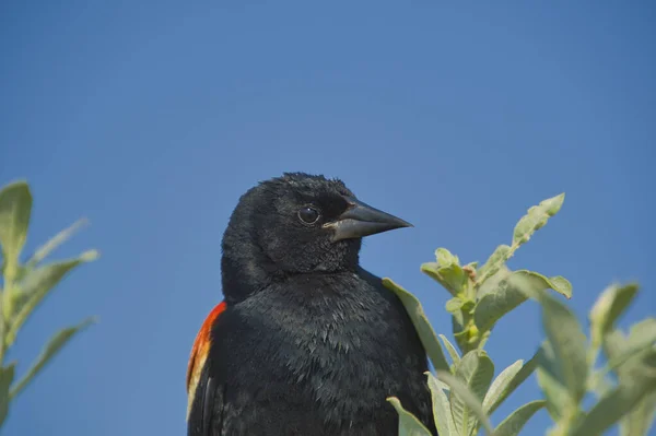 雄の赤翼の黒鳥の肖像画 バーナビーBcカナダ — ストック写真