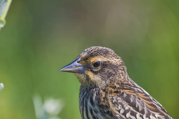 Portrét Samice Červenokřídleného Kosa Burnaby Canada — Stock fotografie