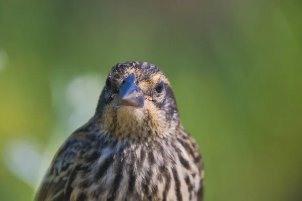 雌の赤翼の黒鳥の肖像画 バーナビーBcカナダ — ストック写真