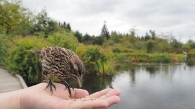 Kırmızı kanatlı bir karatavuğu elle beslemek. Burnaby BC Kanada