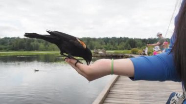 Elinde kırmızı kanatlı bir erkek karatavuk var. Burnaby BC Kanada