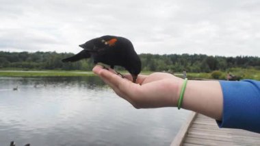 Kırmızı kanatlı bir erkek karatavuğu elle besliyor. Burnaby BC Kanada