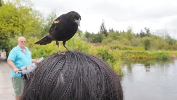 頭には雄の赤翼の黒鳥が乗っていた バーナビーBcカナダ — ストック動画