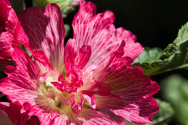 Quadro Close Uma Flor Hollyhocks Vancouver Canadá — Fotografia de Stock