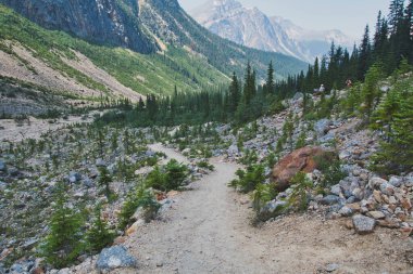 Melek Buzulu 'na giden yolun bir parçası. Jasper AB Kanada 