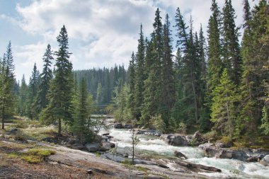 Maligne Kanyonu 'nun nehir kıyısında. Jasper AB Kanada 
