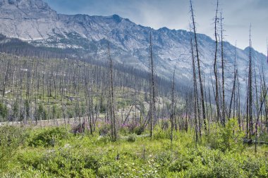 Vahşi yangından sonra çayırlarda yangın otları büyüyor. Jasper AB Kanada 
