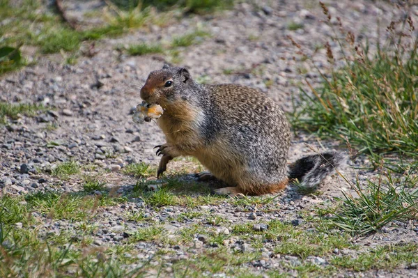 Colombiansk Ekorre Som Äter Maten Columbia Icefield Area Kanada — Stockfoto