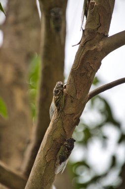 Yakın plan bir siyah ağustos böceği dalda oturuyor. Nagasaki Japonya