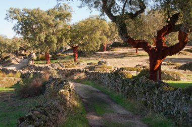 Parkur doğal çevre üzerindeki